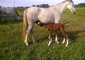 Missouri Fox Trotter (Missouri Fox Trotter, Mare) in Hackleberg, AL