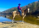 Missouri Fox Trotter - Horse for Sale in Whitley City, KY 42653 Missouri Fox Trotter - Horse for Sale in Whitley City, KY 42653
