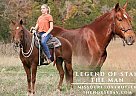 Missouri Fox Trotter - Horse for Sale in , MO 63028