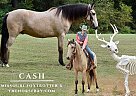 Missouri Fox Trotter - Horse for Sale in Eatonton, GA 65742