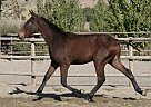 Andalusian - Horse for Sale in Santa Fé De Mondújar, 04420 Andalusian - Horse for Sale in Santa Fé De Mondújar, 04420