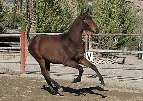 Andalusian / PRE (Andalusian / PRE, Stallion)