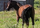 Diamond - Mare in Zumbrota, MN Diamond - Mare in Zumbrota, MN