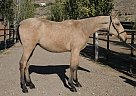 Andalusian - Horse for Sale in Santa Fé De Mondújar,  04420