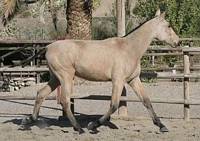 Andalusian / PRE (Andalusian / PRE, Stallion)