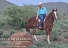 Paint - Horse for Sale in , AZ 85086