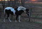 Paint Horse Gypsy