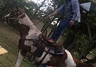 Rainy - Mare in Houston, TX Rainy - Mare in Houston, TX