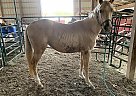 Palomino Filly Doc
