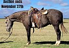Quarter Horse - Horse for Sale in Rising Star, TX 40501