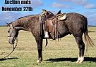 Quarter Horse - Horse for Sale in Rising Star, TX 40501 Quarter Horse - Horse for Sale in Rising Star, TX 40501