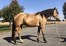 Missouri Fox Trotter - Horse for Sale in Chatfield, MN 55923 Missouri Fox Trotter - Horse for Sale in Chatfield, MN 55923