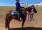 Missouri Fox Trotter - Horse for Sale in Stockton, MO 65785 Missouri Fox Trotter - Horse for Sale in Stockton, MO 65785