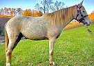 Rocky Mountain - Horse for Sale in Tyner, KY 40486 Rocky Mountain - Horse for Sale in Tyner, KY 40486