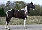 Spotted Saddle - Horse for Sale in Hickory Valley, TN 38042
