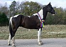Spotted Saddle - Horse for Sale in Hickory Valley, TN 38042 Spotted Saddle - Horse for Sale in Hickory Valley, TN 38042