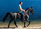 Tennessee Walking - Horse for Sale in Rockholds, KY 40759 Tennessee Walking - Horse for Sale in Rockholds, KY 40759