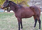 Doura's Command - Gelding in Asotin, WA Doura's Command - Gelding in Asotin, WA