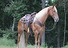 Tennessee Walking - Horse for Sale in London, KY 40744 Tennessee Walking - Horse for Sale in London, KY 40744