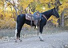 Tennessee Walking - Horse for Sale in Carr, CO 80612