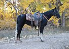 Tennessee Walking - Horse for Sale in Carr, CO 80612 Tennessee Walking - Horse for Sale in Carr, CO 80612