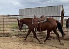 Quarter Horse - Horse for Sale in Fort Lupton, CO 80621