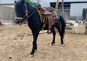 Shetland Pony (Shetland Pony, Stallion) in Bernalillo, NM