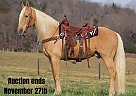 Tennessee Walking - Horse for Sale in Whitley City, KY 40501