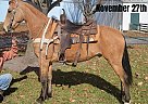 Tennessee Walking - Horse for Sale in Charleston, IL 40501