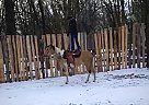 Kaz - Gelding in Brandon, MB Kaz - Gelding in Brandon, MB