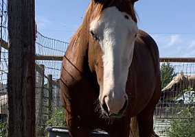 Paint (Paint, Mare) in Fort Lupton, CO