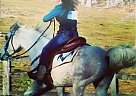 Sweet Arabian Mare for Sale Asiya