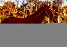 Tennessee Walking - Horse for Sale in Christiana, TN 37037 Tennessee Walking - Horse for Sale in Christiana, TN 37037