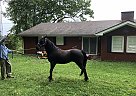 Other - Horse for Sale in Corbin, KY 40702 Other - Horse for Sale in Corbin, KY 40702
