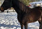 Thoroughbred - Horse for Sale in Uxbridge, ON L9P1R4