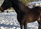 Thoroughbred - Horse for Sale in Uxbridge, ON L9P1R4 Thoroughbred - Horse for Sale in Uxbridge, ON L9P1R4