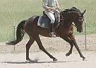 2008 Oldenburg Mare Oldenburg Mare
