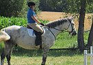 GET Noticed ON This Superior Mov... Warmblood Stallion