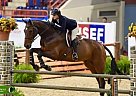 Big Eq Horse for Lease! Holsteiner Gelding
