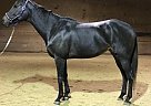 Well Started Project Thoroughbred Mare