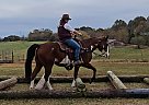Paint - Horse for Sale in Gillsville, GA 30543 Paint - Horse for Sale in Gillsville, GA 30543