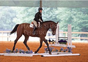 Warmblood (Warmblood, Gelding) in Wellington, FL