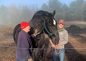 Draft (Percheron, Belgian, Clydesdale, Shire)