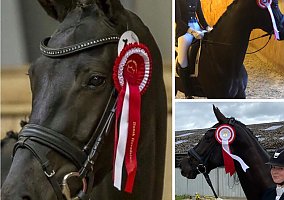 Dressage (Warmblood, Mare)