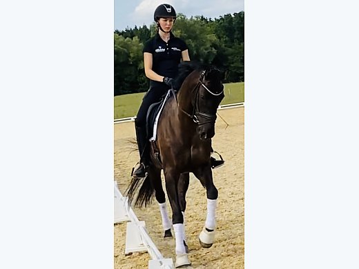 Dressage