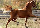 Saddlebred - Horse for Sale in Topeka, KS 66605