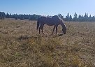 Half Draft Gelding Dudley
