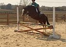 Oldenburg - Horse for Sale in Fairmount, GA 30139