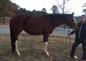 Warmblood (Warmblood, Mare) in Fairmount, GA