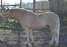 Haflinger - Horse for Sale in Myakka City, FL 34251 Haflinger - Horse for Sale in Myakka City, FL 34251